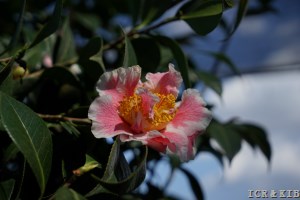 Scented Sun