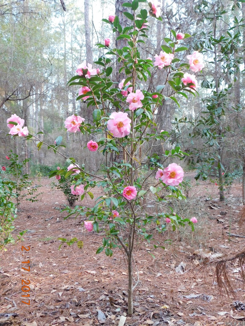 Flamingo Princess Bush