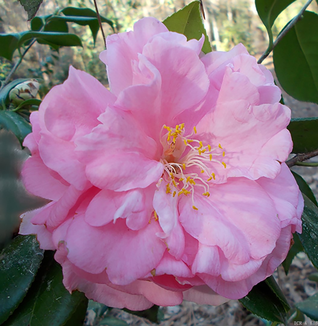 Jim Chavaux Bloom