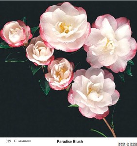 Paradise Blush