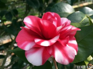 Rosea Superba Variegated