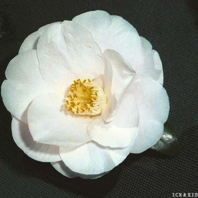 Marguerite Enid (1977)-8378098135