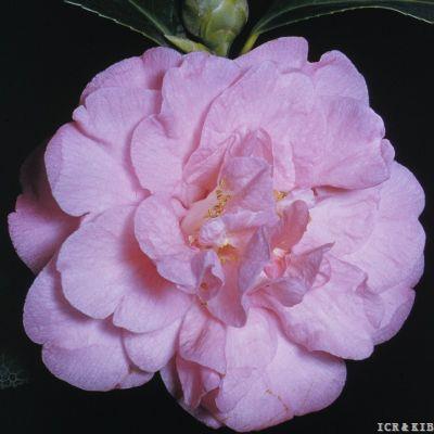 Esther Henty (1956)-8375367908