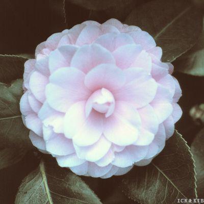Shirley Norup-8377879539