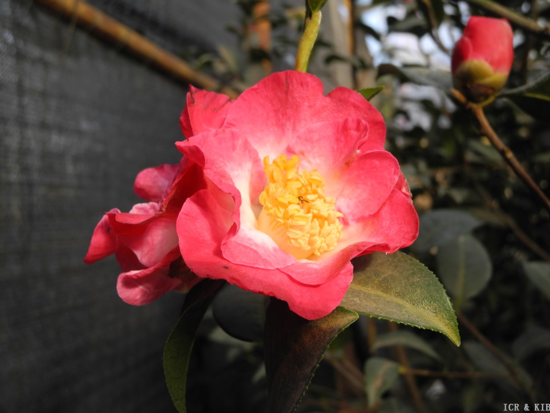 Baizu Shaonü-Cultivars-International Camellia Register