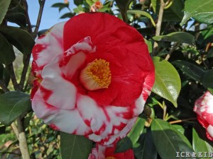 Adolphe Audusson Variegated