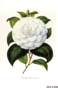 Alba Speciosa