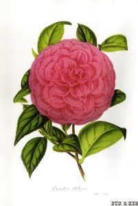 Albani