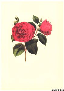 Coccinea Pictorum