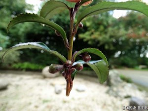 Benibana-cha