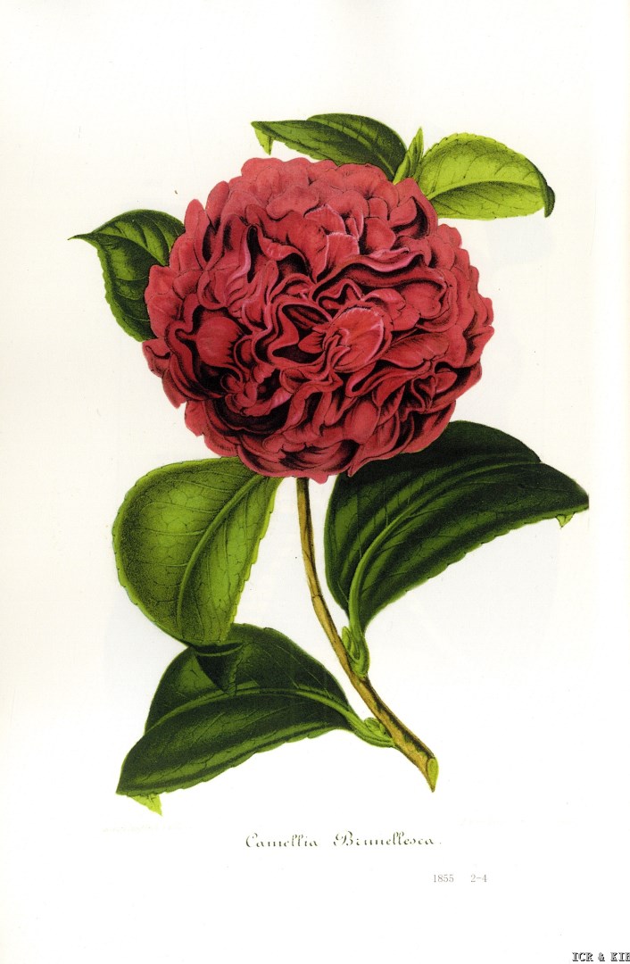 Verschaffelt 1855_Brunellesca