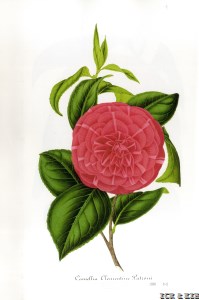 Clementina Patroni