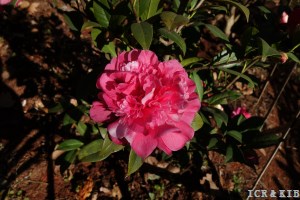Anticipation Variegated