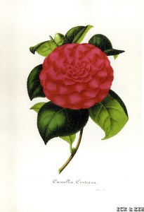 Contiana
