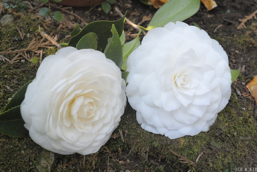 《台湾茶花族谱》,p.161. lavinia maggi alba 拉芬玛吉(白化)(c.