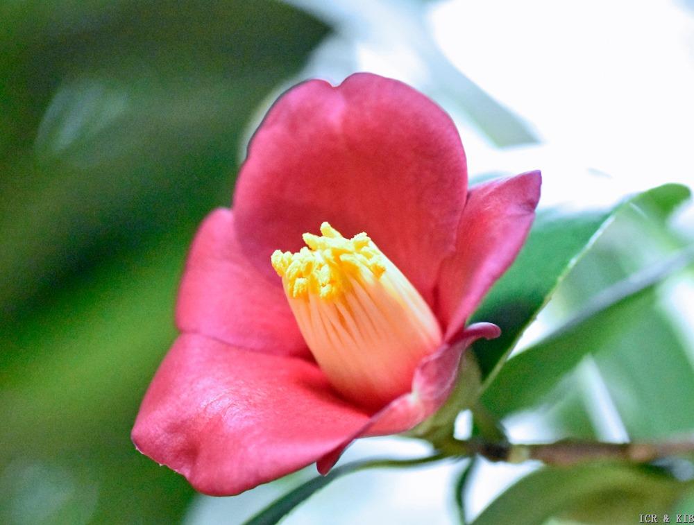 ヤブツバキ油彩 楽天市場】椿（油彩画｜絵画）：アート・美術品・骨董