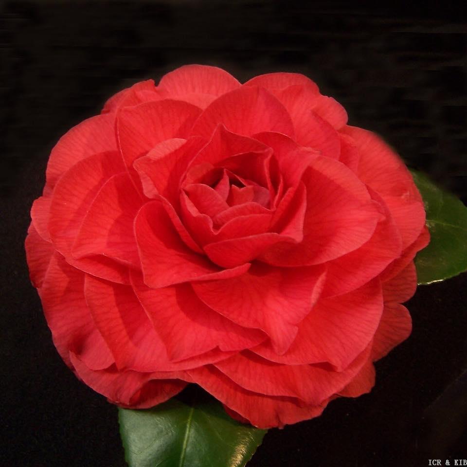 Nuccios Bella Rossa Cultivars International Camellia Register