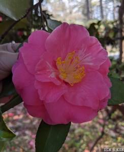 Duchess of Northumberland (MG)