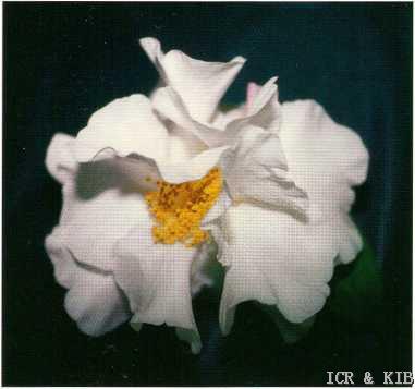 Lauretta Feathers
