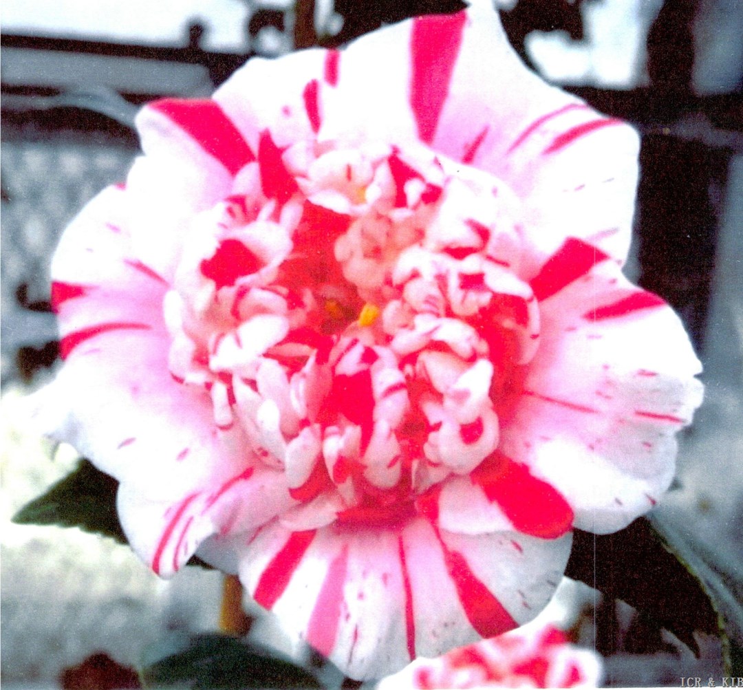 Dan-no-ura-Cultivars-International Camellia Register