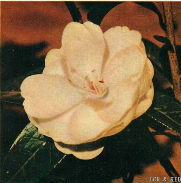 Tongzimian-Cultivars-International Camellia Register