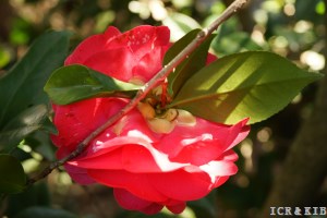 Julia Drayton Variegated