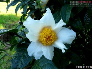 Camellia granthamiana