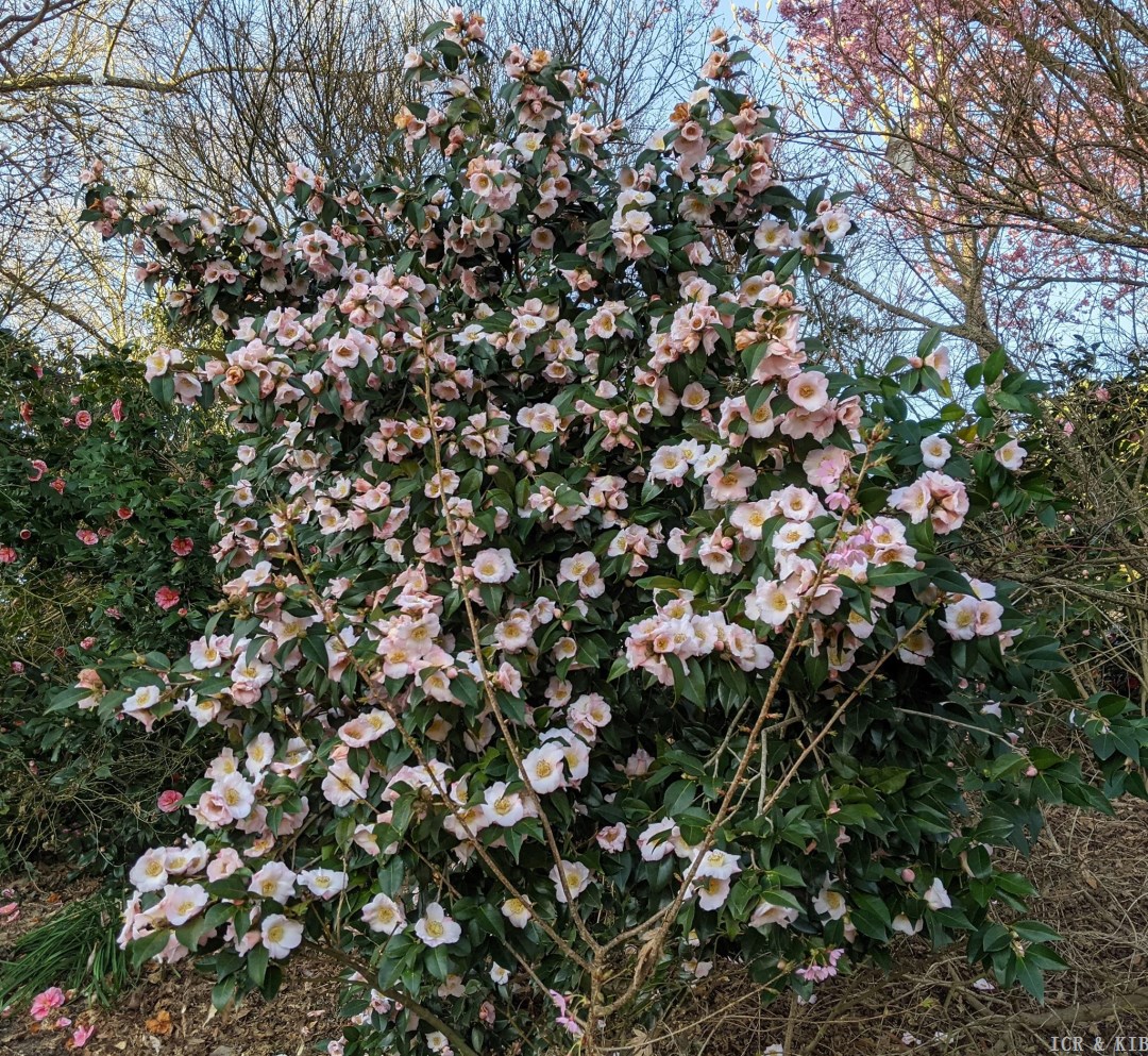 Japanese Fantasy-Photos-International Camellia Register