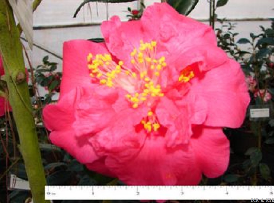 Betty Curnow-top view with ruler
