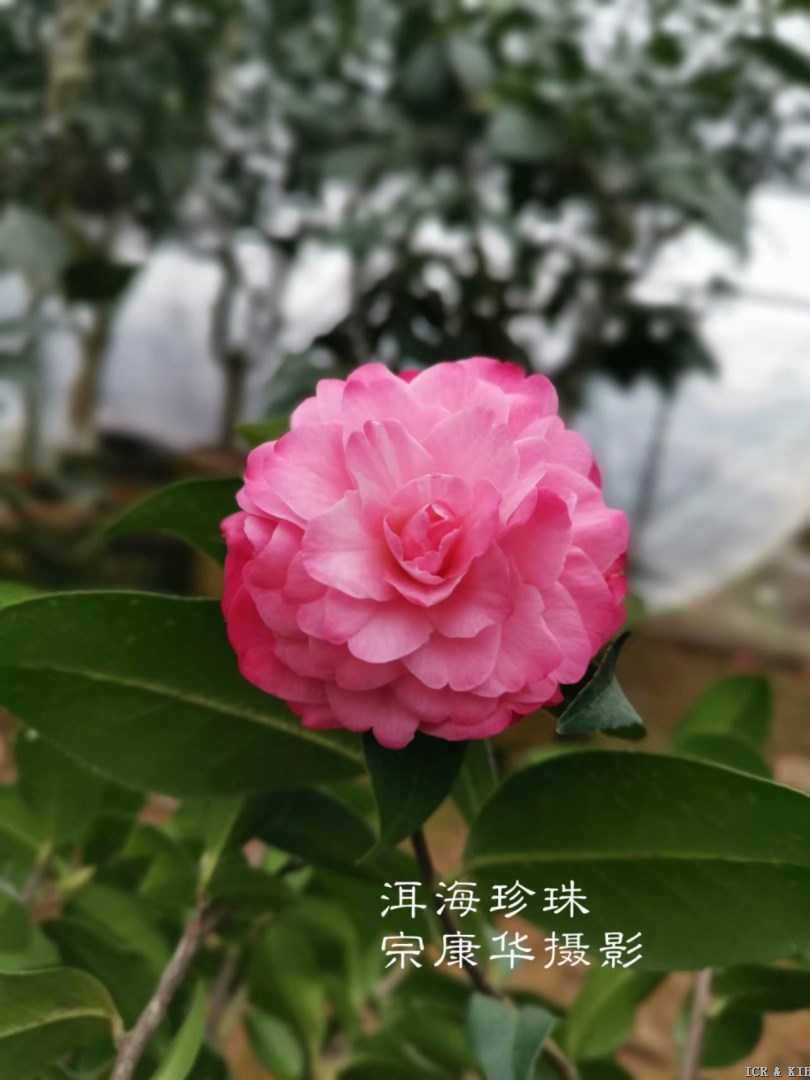 洱海珍珠11