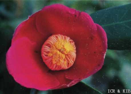 Tōkai-Photos-International Camellia Register