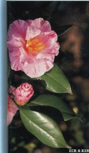 Sazanami