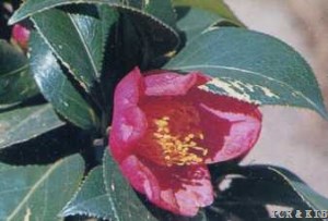 Reizanpō