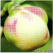 Camellia longgangensis
