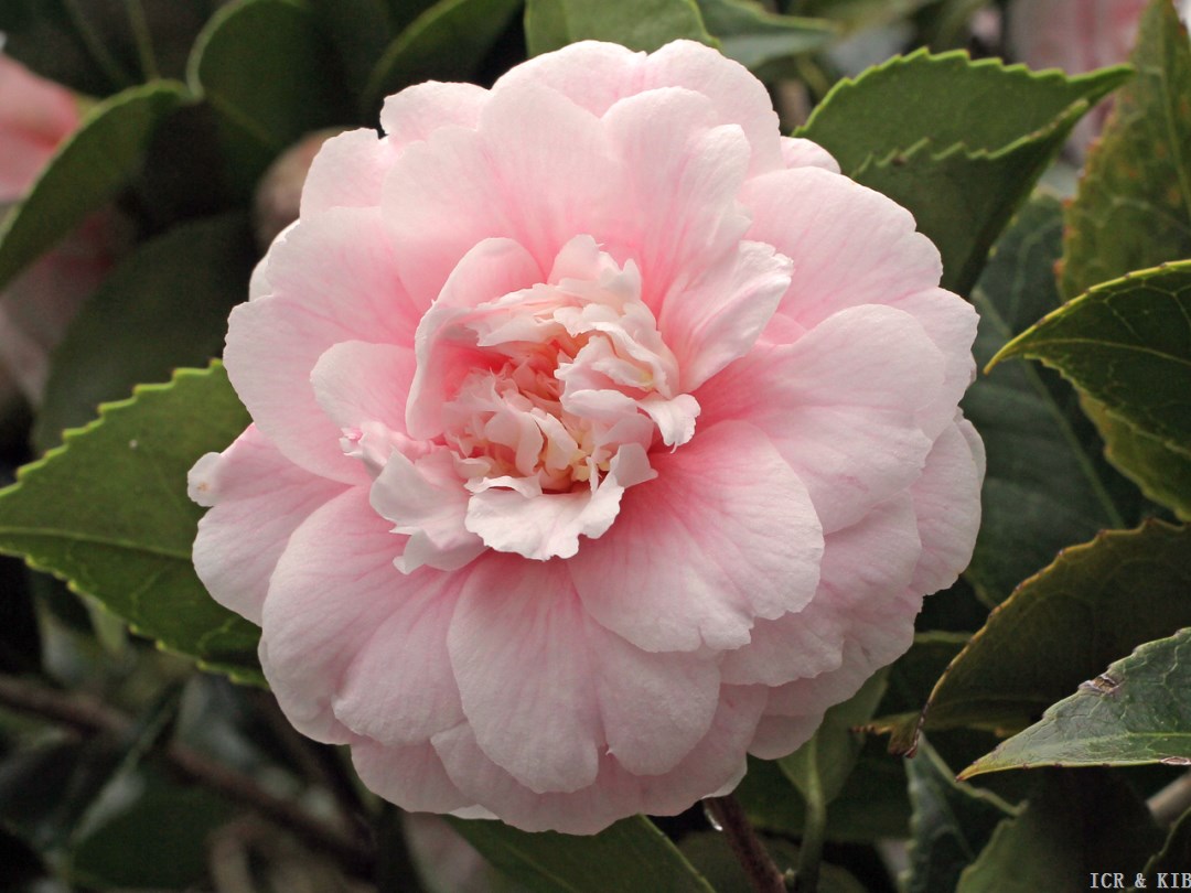 High Fashion Camellia Rose Cap Bonny Camellia Red – Bonny Sway main image 3