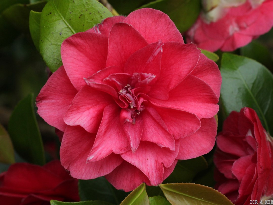 Camellia japonica 'Mary Margaret'
