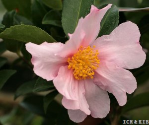Anne-Françoise
