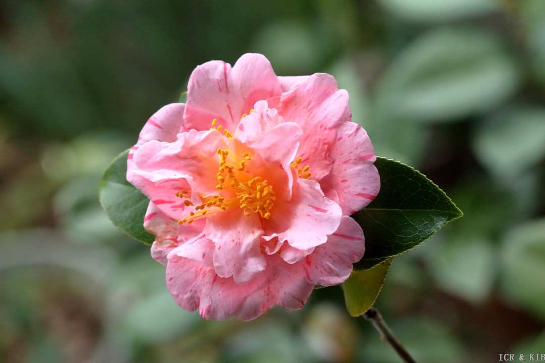 Nishiki-kirin-Cultivars-International Camellia Register