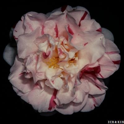 Ginette Walters
