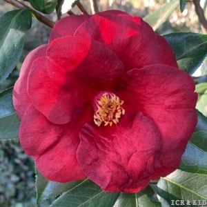 Royal Velvet