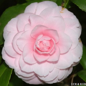 Corsage