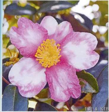 Funaki-yokomoku-Photos-International Camellia Register