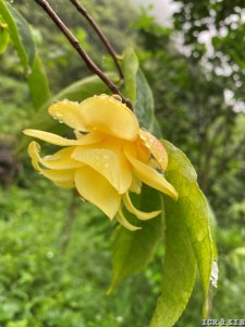 Camellia flava