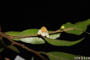 Camellia flosculora