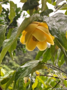 Camellia flava