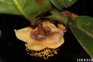Camellia sphamii