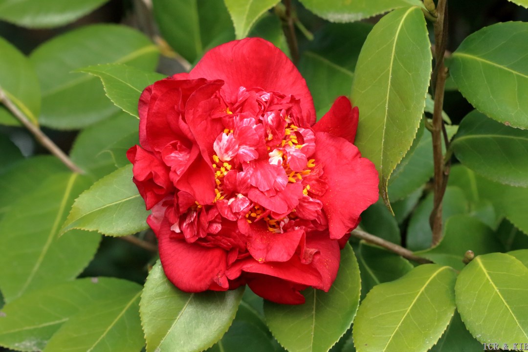 Beni-arajishi-Photos-International Camellia Register