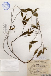 Specimens