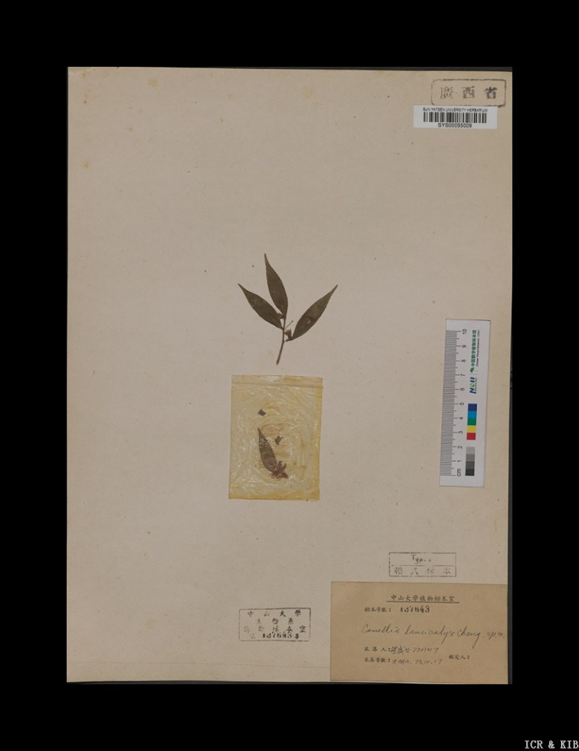 Camellia lancicalyx