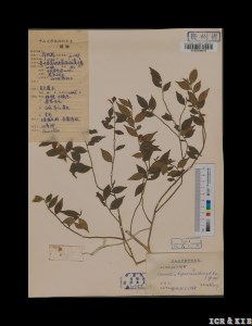 Camellia lipoensis